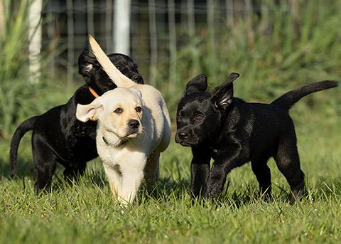 Smart Pups Assistance Dog